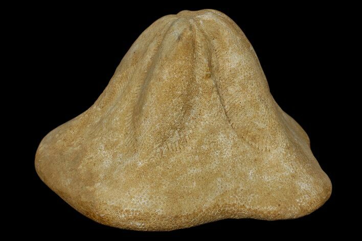 Miocene Fossil Echinoid (Clypeaster) - Taza, Morocco #174357